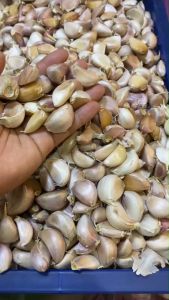 กระเทียม กระเทียมจีน กระเทียมแกะ คัดพิเศษ นำเข้าจากต่างประเทศ