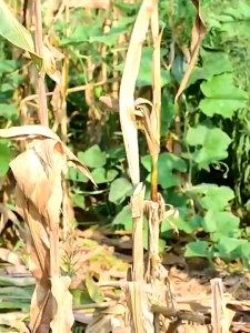 สวนที่จําเป็น60เซนติเมตรด้ามยาวการเกษตรกําจัดวัชพืชเครื่องมือสําหรับทําสวนที่พยายาม