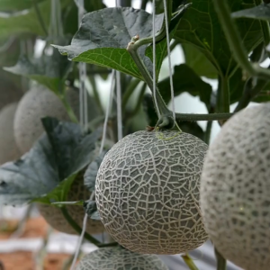 pupuk booster melon 100ml - mempercepat pertumbuhan dan pembugahan