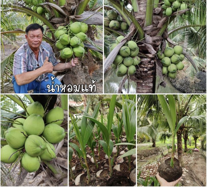 พันธุ์มะพร้าวน้ำหอมบ้านแพ้วต้นเตี้ย แท้100% ขนาดไม่เกิน 30 ซม. ‼️5 ต้น‼ ...