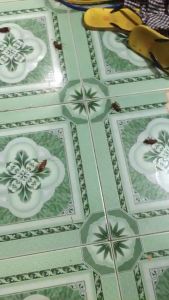 Thuốc diệt gián kiến sinh học Nhật Bản Kane hiệu quả cao diệt trứng gián ngăn ngừa gián sinh sản diệt gián tận gốc an toàn cho người sử dụng