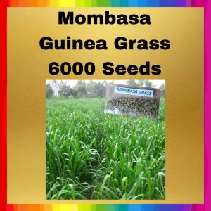 Mombasa Grass 6000 Seeds Forage Grass Seeds | Mombasa Seeds