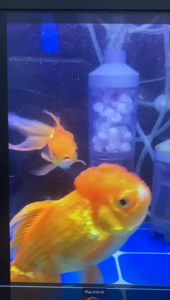 SG READY STOCK |Aquarium Fish Stool Suction Collector Fully Automatic Fish Tank Sponge Filter Fish Poop Cleaner Filter