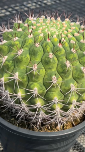 Gymnocalycium saglionis variegata ยิมโนคาลิเซียม แซกลิโอนิส ด่างสวยมาก ต้นใหญ่