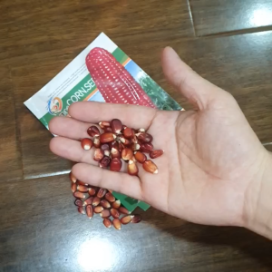Hạt giống bắp ngô tím đỏ năng suất cao dễ trồng hạt giống bắp tím nhập khẩu Hoang My food and beauty