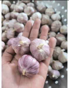 Tỏi tím Tép Chắc Thơm Nồng Tự Nhiên   | Vỏ tím tự nhiên tép chắc ít lép   | Hương thơm đậm đà vị cay đặc trưng   | Dùng xào nấu ướp thực phẩm làm nước chấm   | Đóng gói tiện lợi