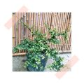 (GG REAL PLANT) malpighia coccigera ^ dwarf holly singapore holly barbados miniature Pokok hidup bonsai tumbuhan herbs. 