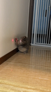 POODEE PETS Malaysia Rechargeable Cat Collar Laser Toy with Red Light Interactive Cat Laser Toy  Bored Cats  Electric Laser Collar