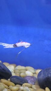 Luminous Soft Fishing Lure Octopus Skirts Sea Fishing Wobbler Bait Squid Artificial Lifelike Fishing Gear