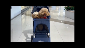 PAPAPET Pet stroller travel essential suitable for both cats and dogs.
