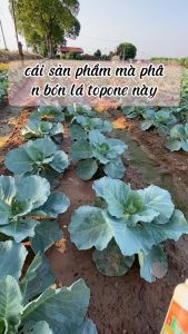 Phân Bón Lá Top One - Giúp Ngọn Mập Lá Dày Bật Chồi Mạnh Kích Rễ Tăng Năng Suất An Toàn Tuyệt Đối - Chai Dung Dịch Cô Đặc 500ml