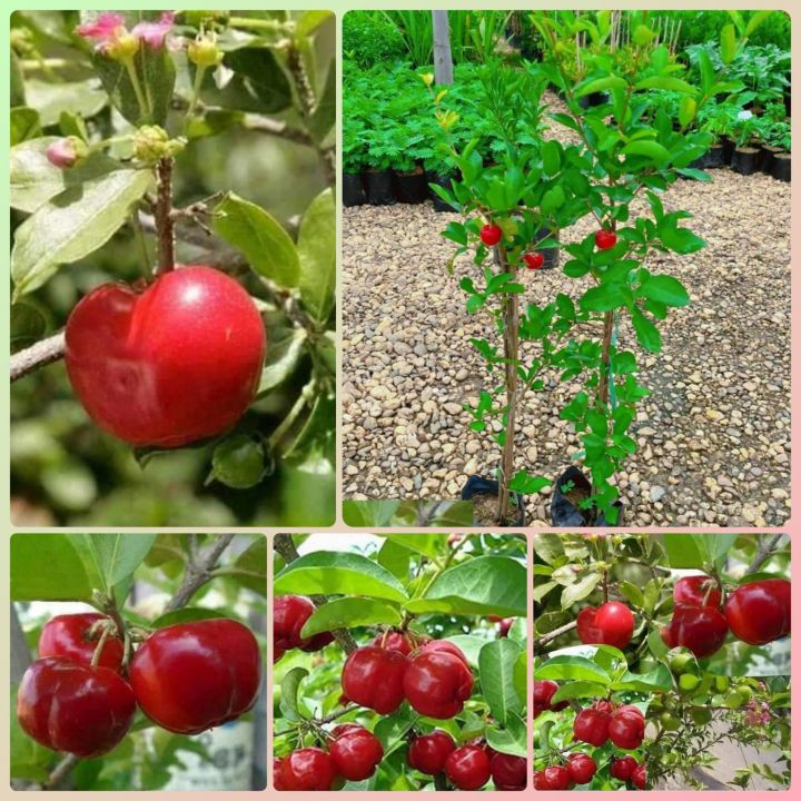 ต้นเชอรี่หวานไทย🍒
ลูกสีแดงสดมีสารต้านอนุมูลอิสระ มีวิตามินซีธรรมชาติสูง มีประโยชน์มากมายน่าปลูก