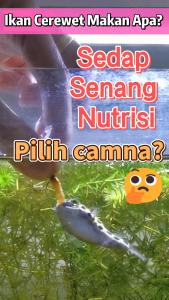 HappyFishLife Instant BBS Egg High Protein Fish Fry Decap BBS egg Instant Feed