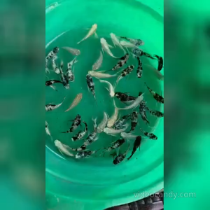 Mix Molly Molly Ikan Mix Ready Stock