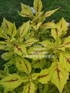 金光灿灿彩叶草观叶花奔植物苗Anak Pokok Duan Berwarna Emas Coleus Scutellarioides/Plants Seedlings Golden Light Coleus Scutellarioides