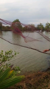 Chài Dù Chân Xích Thái Lan Loại 1 Siêu Bền Chống Rách Chuyên Bắt Cá Lớn Mắt 4 Phân Xích Inox Ôm Đáy Chemeng Store