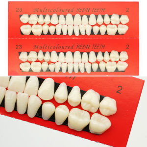 28pcs Resin Denture Teeth Practice Dental Training Teeth Model Permanent Resin Set for Dentistry Teaching Oral Materials