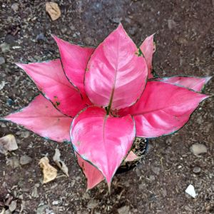 PROMO!! AGLONEMA PINK CATRINA KATRINA DEWASA DAUN 789+