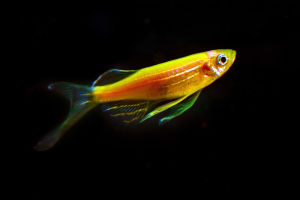 DANIO-GOLDEN LONGFIN DANIO