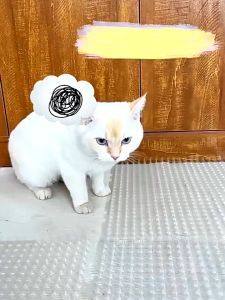 【CHOOL】กระชับกระชับ 6/10 แมวใส PVC สำหรับการผ่าตัดหนาม แมว หนามไล่ สำหรับโซฟา ชุดประกอบที่เหมาะสม