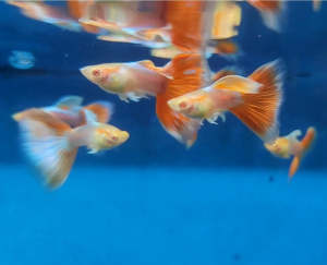 GUPPY ALBINO SKY RED PAIR (GRADE)