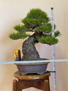 Thông đen nhật bản thành phẩm 74 năm