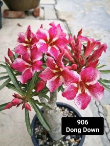 Adenium Obesum Bonsai ID 906 Dong Down富贵花