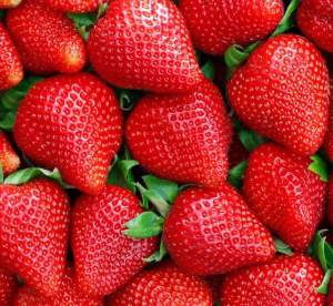 สตรอเบอร์รี่แดง Original บรรจุ100-200เมล็ดรสหวาน เมล็ดนำเข้า พันธุ์แท้ 100% สายพันธุ์ OPบรรจุ70-100เมล็ด