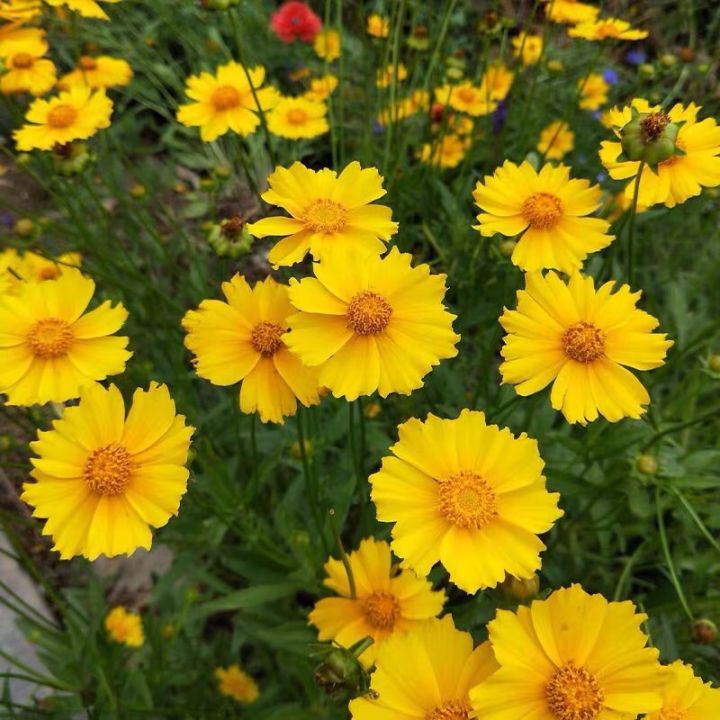 Benih Bunga Coreopsis Grandiflora 50pcs/Flower Seed/金鸡菊花籽 | Lazada