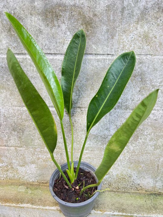(Anthurium willdenowii)   | Lazada.co.th