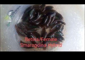 2 ekor Betina /Female Wild Betta-Smaragdina Hybrid (random pick)