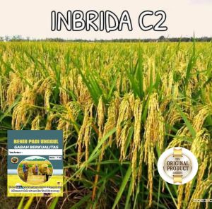 BENIH PADI INBRIDA C2 GABAH UNGGUL BERKUALITAS KEMASAN 1KG