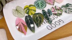 6 Chiếc Begonia Monstera Nam Châm Dán Tủ Lạnh Kawaii Thực Vật Nhiệt Đới Nam Châm Bảng Trắng Phong Cách Hoạt Hình Trang Trí Tủ Lạnh