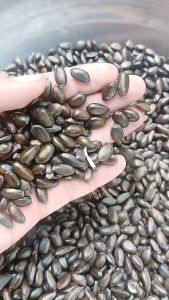 400gram hạt giống mãng cầu ta