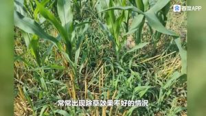 1-วันการกำจัดวัชพืชในป่าข้าวโพด ยาฆ่าหญ้าในยาชุดข้าวโพด ฆ่าหญ้ารอบข้าวโพด ราคาเสดยอน 100ML