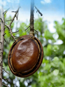 DOUQUCHI | Large Genuine Brazil Nut