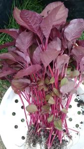 Benih Bayam Merah 1 kg Kotaku Hijau Unggul Nutrisi Tinggi