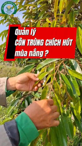(GIÁ SỈ 10 GÓI) Thuốc trừ sâu BOMBI GOLD 500WG - hiệu Tiêu Rầy Thái 100gam - DẠNG CỐM - MÁT CÂY