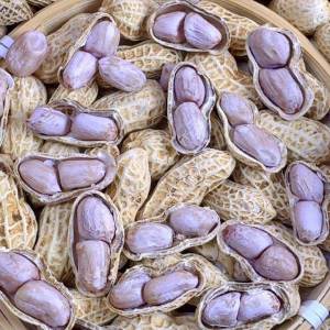 Salty Dried In-shell Roasted Peanuts