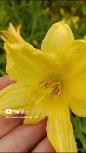 Hemerocallis Lilioasphodelus Warna Kuning Cerah - Tanaman Hias Outdoor