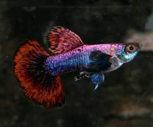 🔥CKH Aquatic🔥 Guppy Magenta Pink 孔雀鱼电光紫粉
