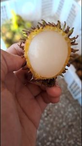 Paket 3 Bibit Rambutan Rapiah Termurah