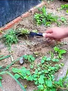 Gardening shovel tools seedling planting shovel digging shovel gardening shovel digging sand shovel Stable