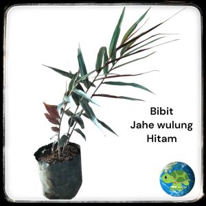 bibit jahe wulung jahe hitam