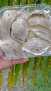 Tổ yến thô nguyên chất nhà nuôi