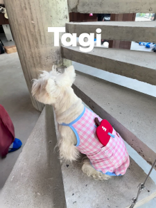 Tagi. Imagine Apple Pet Sunscreen Clothes Cooling Breathable Insulation Cooling Clothing Dog Vest