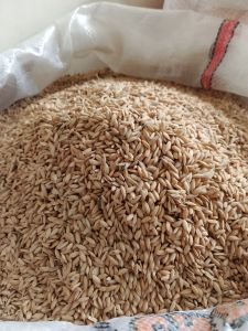 Gabah muncul bersih dan murni kemasan 1 kg dan 5 kg