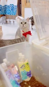 ผงโรย รสทูน่า รสไก่ รสตับ รสชีส กระปุกใหญ่ 400 กรัม ใช้เม็ดและบาร์ฟ BARF ผ่อนไหนด้วย แอพตัวเลือกสูงสุด จมูกๆ มีรสชีสสมัย ให้คุณมั่นใจในการชอบแอตซีน