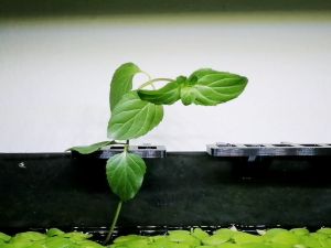 🇸🇬 Fish Tank Propagation Stand - 🐠 3D Printed Aquarium Accessories That Suit Your Needs