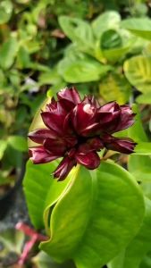 ไม้ดอกหอมแรง 6 นิ้ว แย้มปีนัง หรือบานทน หรือหอมปีนัง เป็นเป็นไม่ ดอกไม้สีชมพูแกมม่วงสวยงาม ถุงดำ ให้คุณทำตามที่คุณต้องการ